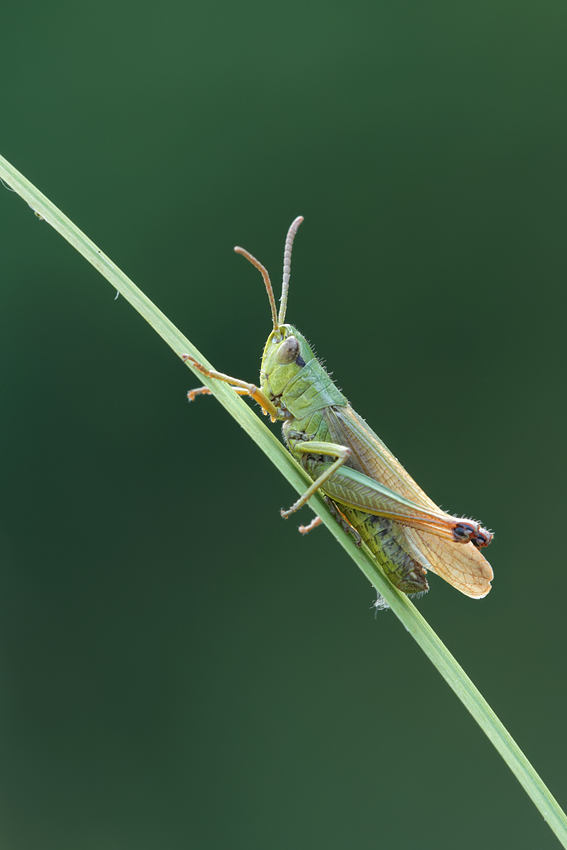 Common Meadow Grasshopper